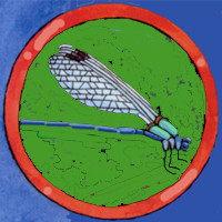 Damsel Fly