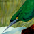 Green-Backed Heron