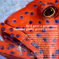 Jewel-Spotted Grouper