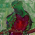 Resplendant Quetzal