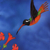 Xantu's Hummingbird